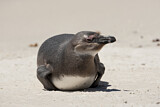 Image. Brillenpinguin