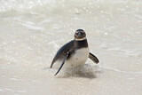 Image. Brillenpinguin