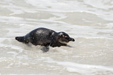 Image. Brillenpinguin