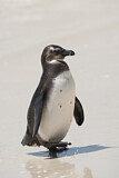 Image. Brillenpinguin