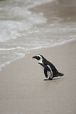 Image. Brillenpinguin