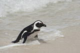 Image. Brillenpinguin