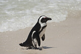 Image. Brillenpinguin