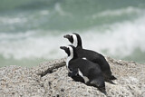 Image. Brillenpinguin