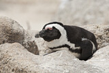 Image. Brillenpinguin