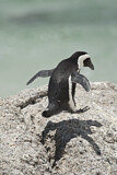 Image. Brillenpinguin