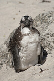 Image. Brillenpinguin