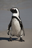Image. Brillenpinguin