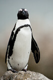 Image. Brillenpinguin