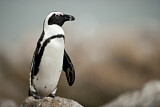 Image. Brillenpinguin