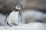 Image. Brillenpinguin