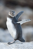 Image. Brillenpinguin