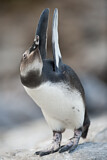 Image. Brillenpinguin