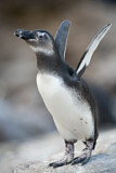 Image. Brillenpinguin