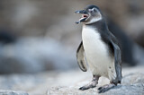 Image. Brillenpinguin