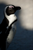 Image. Brillenpinguin