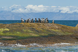Image. Brillenpinguin