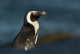 Image. Brillenpinguin