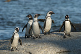 Image. Brillenpinguin