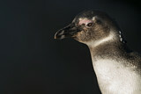 Image. Brillenpinguin