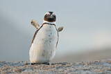 Image. Brillenpinguin