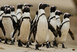 Image. Brillenpinguin