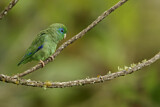 Image. Brillensperlingspapagei
