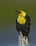 Image. Brillenstärling