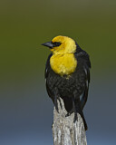 Image. Brillenstärling