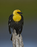 Image. Brillenstärling