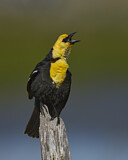 Image. Brillenstärling