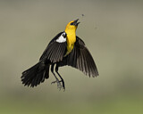 Image. Brillenstärling