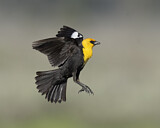 Image. Brillenstärling