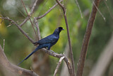Image. Bristle-crowned Starling