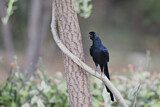 Image. Bristle-crowned Starling