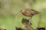 Image. Bristle-thighed Curlew
