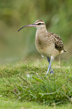Image. Bristle-thighed Curlew