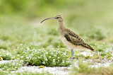 Image. Bristle-thighed Curlew
