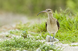 Image. Bristle-thighed Curlew
