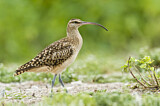 Image. Bristle-thighed Curlew