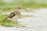 Image. Bristle-thighed Curlew