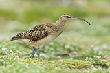 Image. Bristle-thighed Curlew