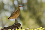 Image. Bristle-thighed Curlew