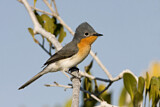 Image. Broad-billed Flycatcher