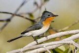 Image. Broad-billed Flycatcher