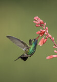 Image. Broad-billed Hummingbird