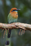 Image. Broad-billed Motmot