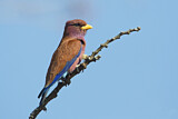 Image. Broad-billed Roller