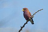 Image. Broad-billed Roller