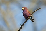 Image. Broad-billed Roller